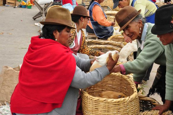 saquisili_gal4-qpw1p3b155rj2jt9wsvrc16hhnckk8qv4ct1edcgww