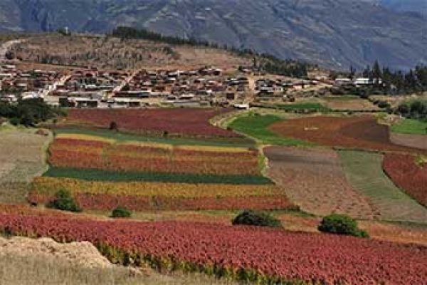 stacruz2-qpxpw0kojk4c4g8glgtfh7t9rmutgja91mu1ygfcm8